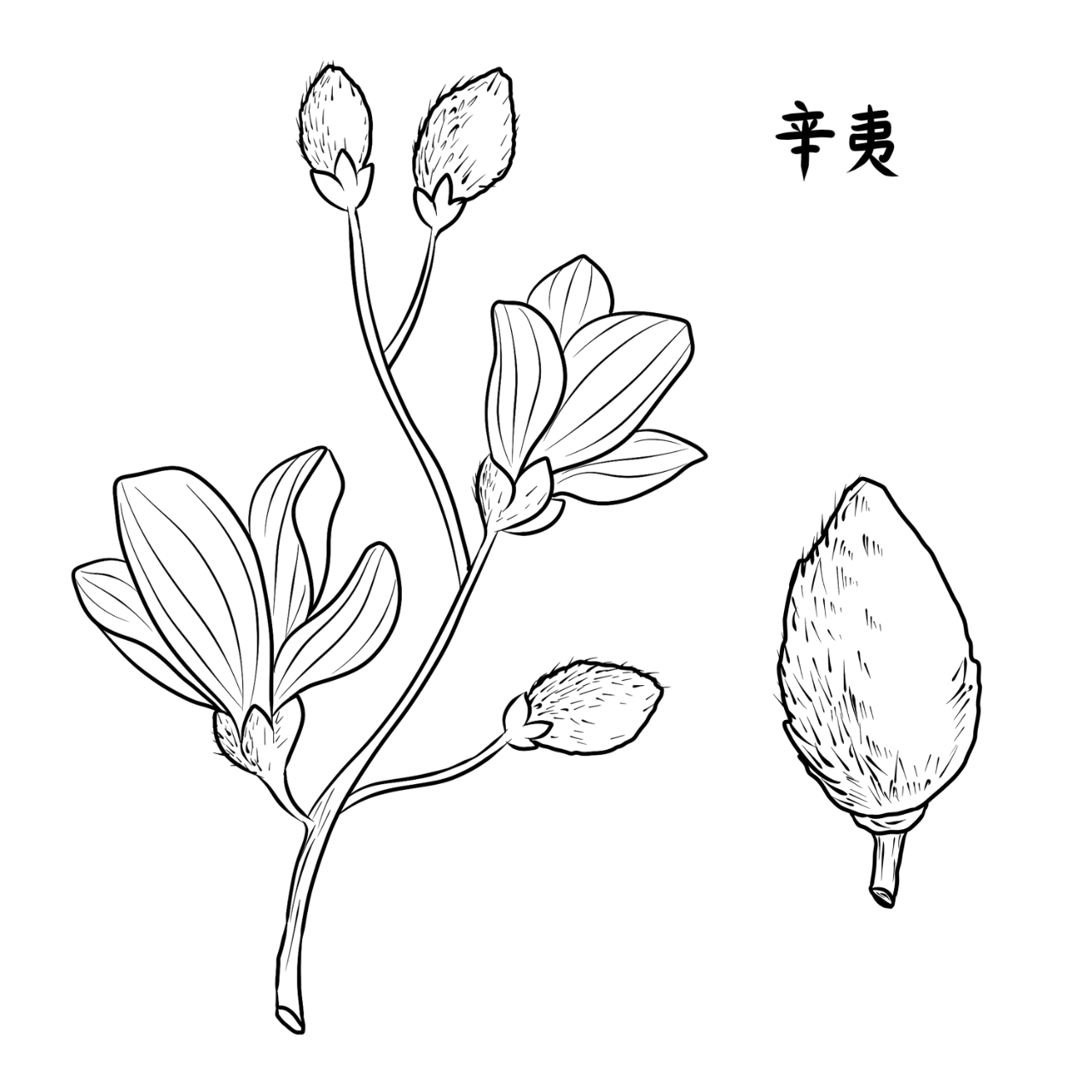 辛夷,又名木笔花,望春花,是木兰科植物望春