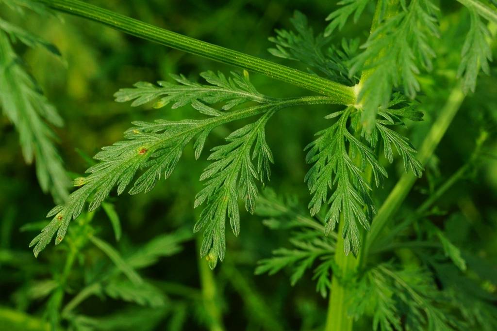我见到的山东本土植物和园林栽培植物