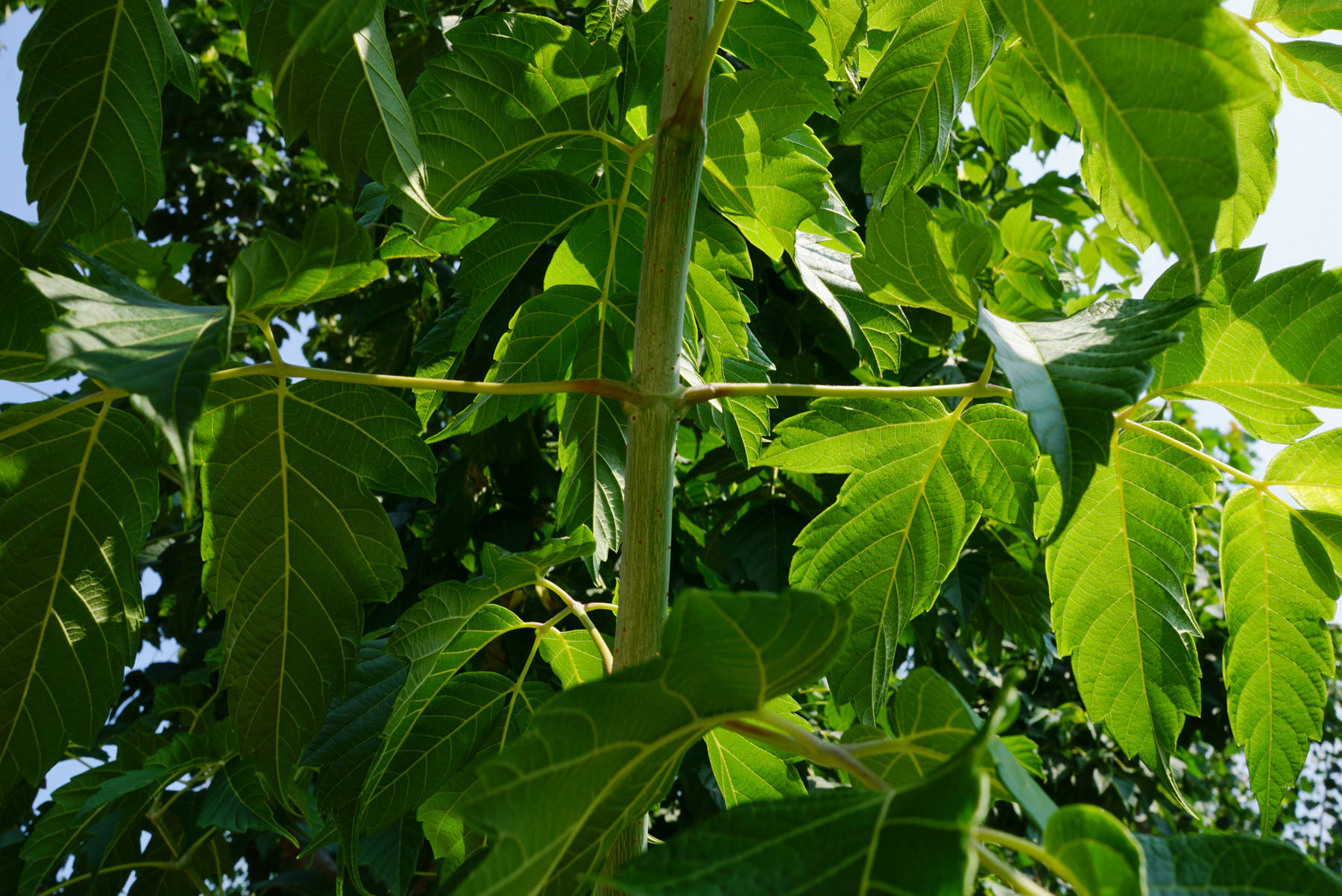 我见到的山东本土植物和园林栽培植物
