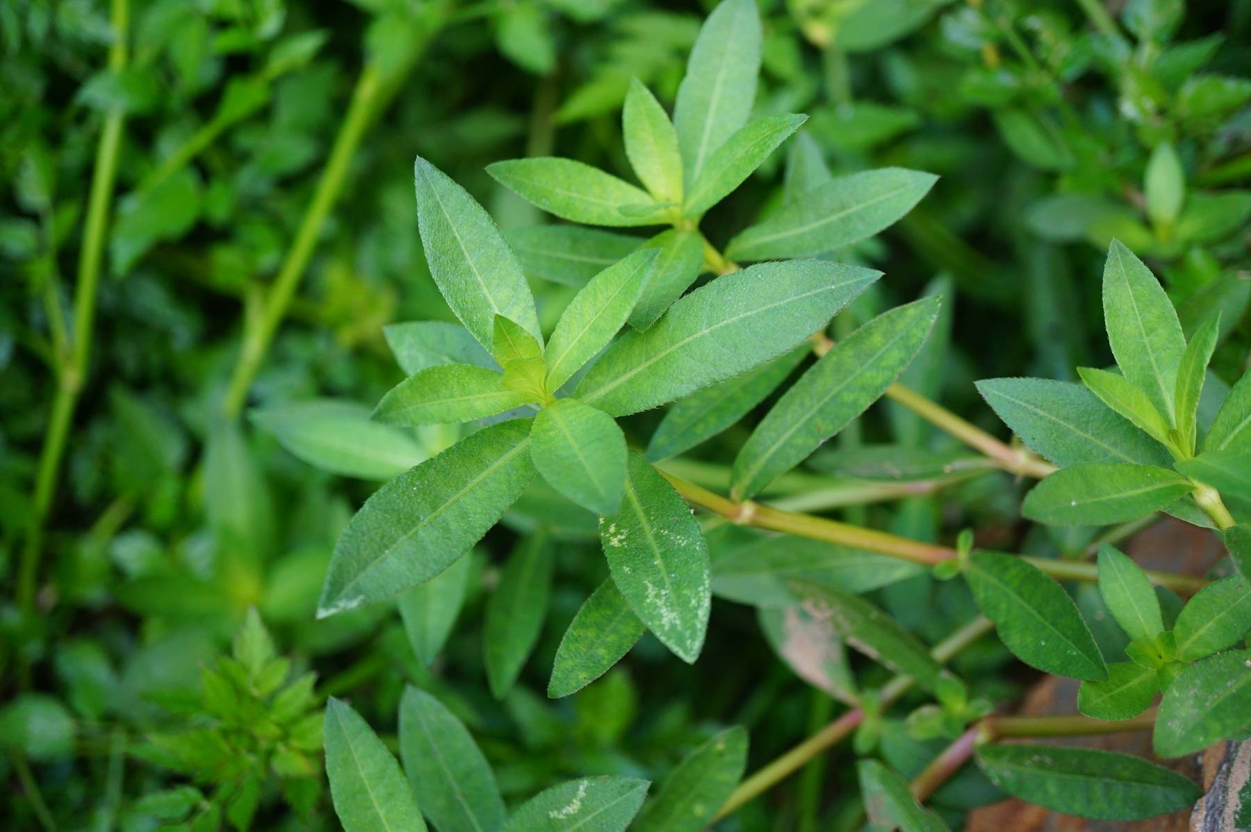 我见到的山东本土植物和园林栽培植物