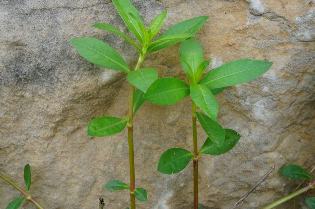 我见到的山东本土植物和园林栽培植物