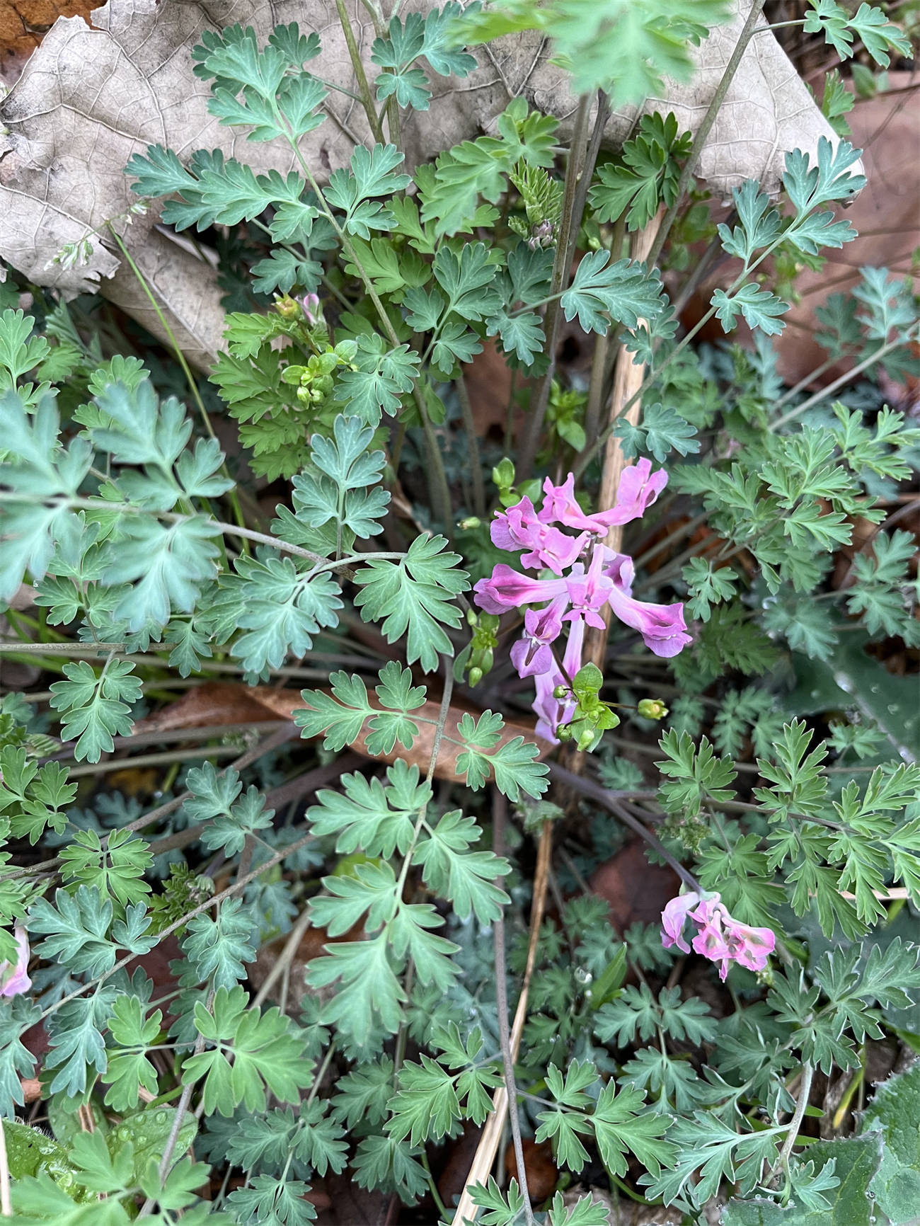 花草世界之237:紫堇