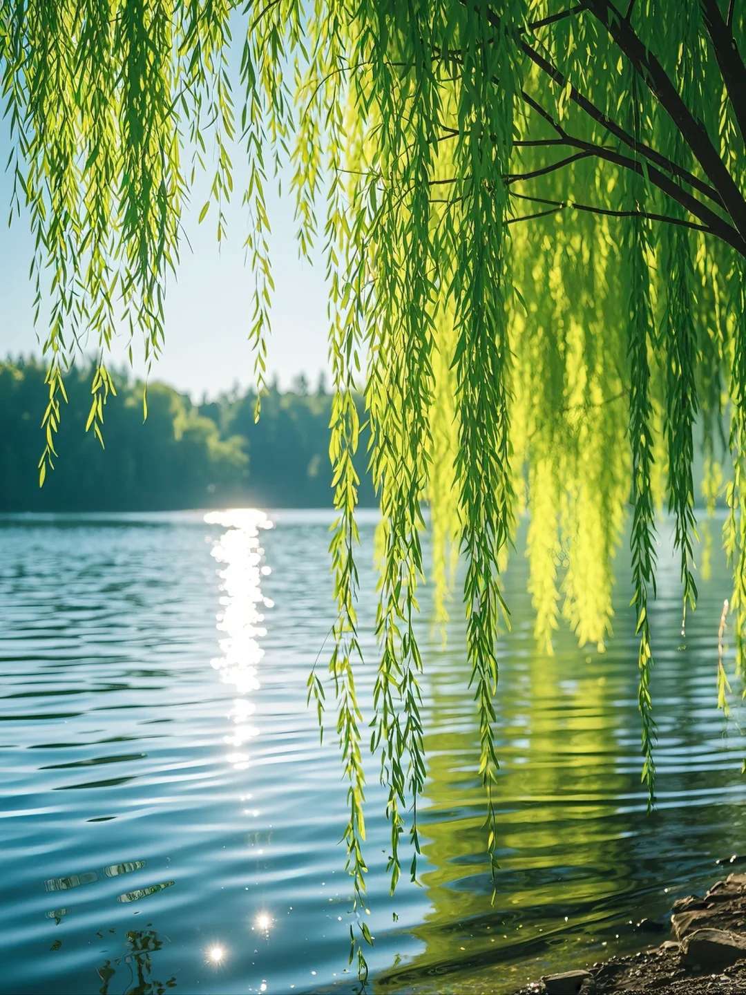 吕文扬与家乡柳树的情愫