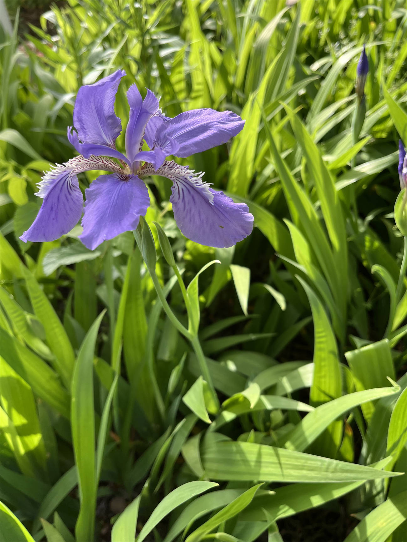 花草世界之263:鸢尾