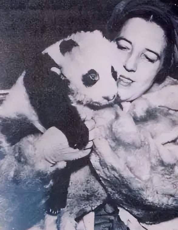 原创            1936年，一女子偷熊猫出中国，海关：这是什么？她说：一只哈巴狗（偷熊猫犯什么罪）