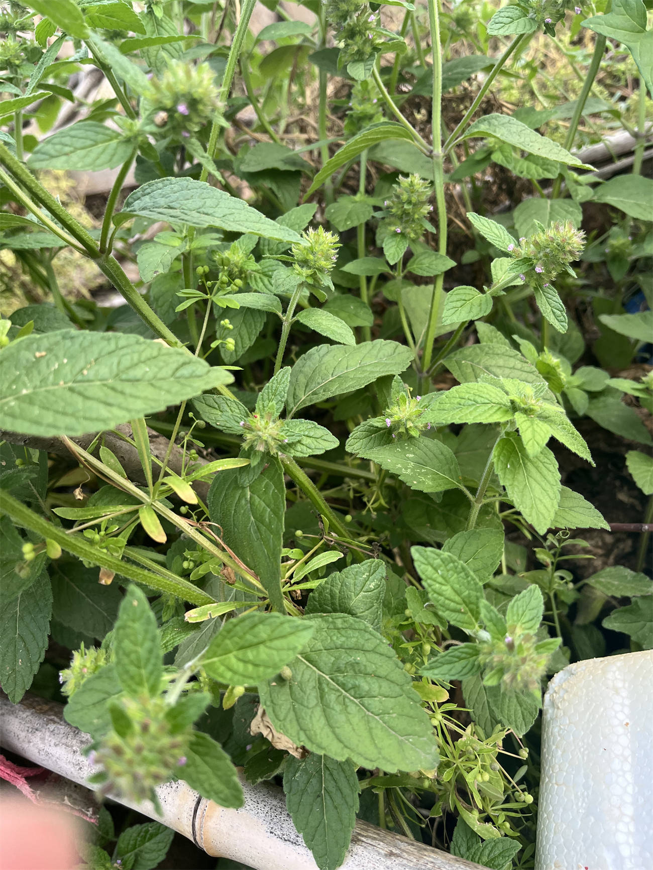 属于茄科酸浆属多年生草本植物别名包括酸浆灯笼草灯笼果挂金灯