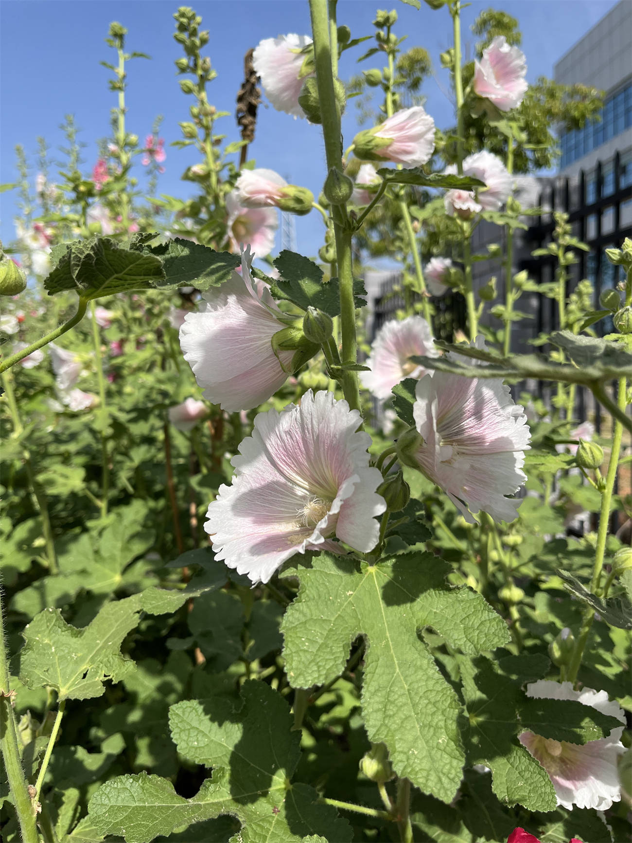 花花世界之277:蜀葵