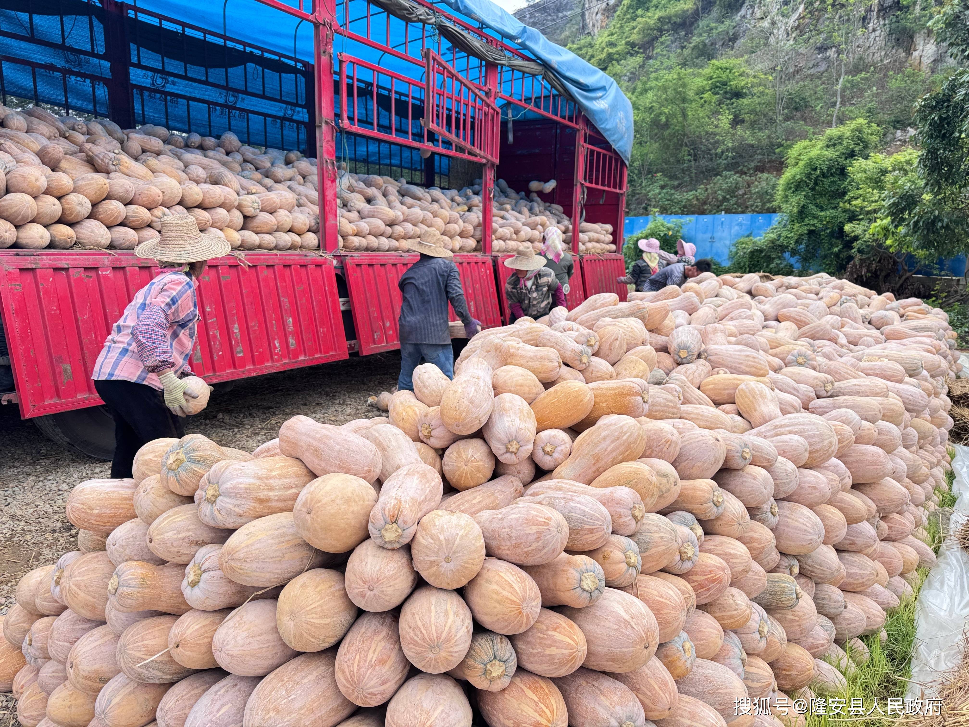 隆安县乔建镇蜜本南瓜喜获丰收