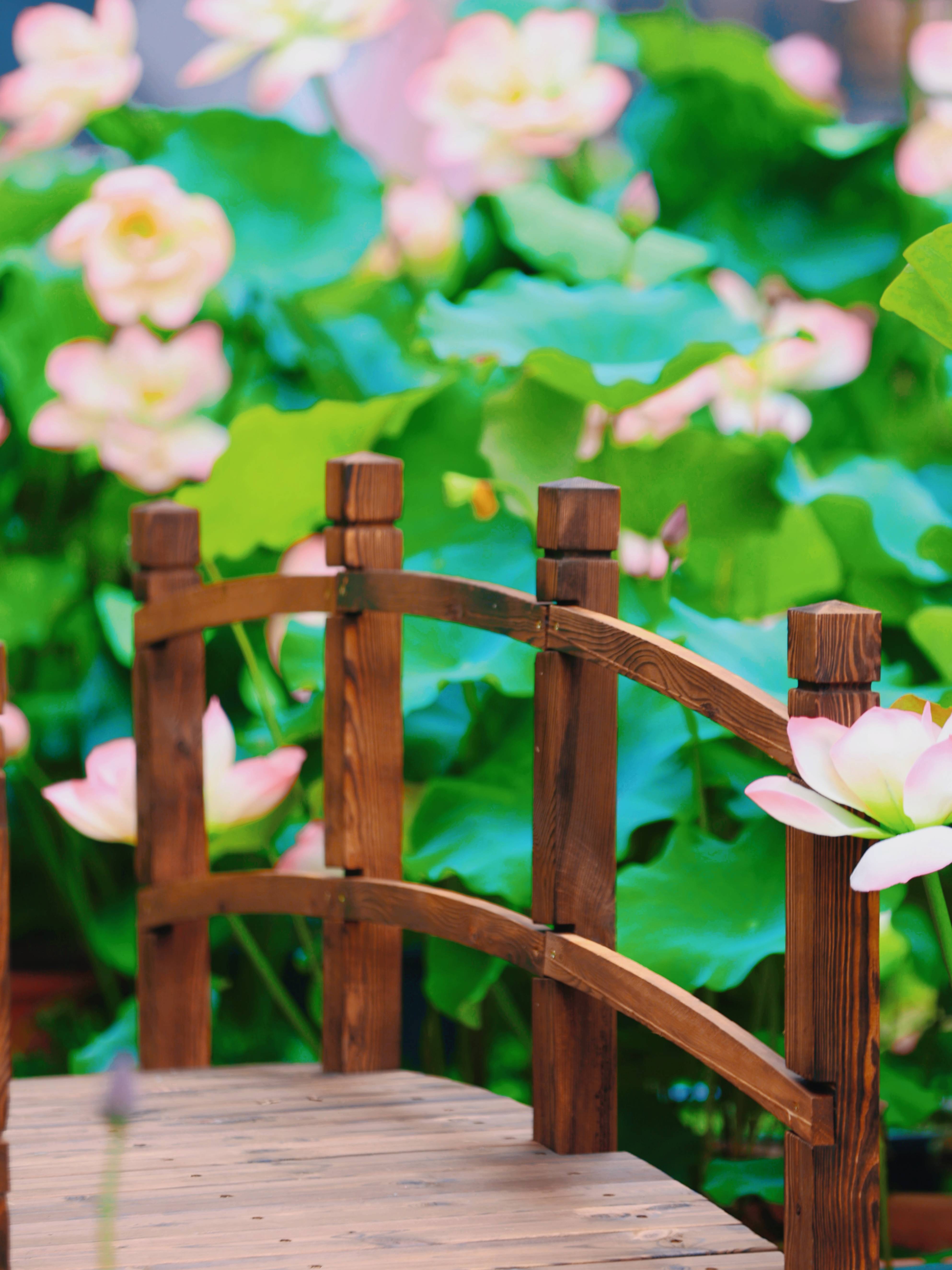 1000㎡真·荷花园开到家门口!