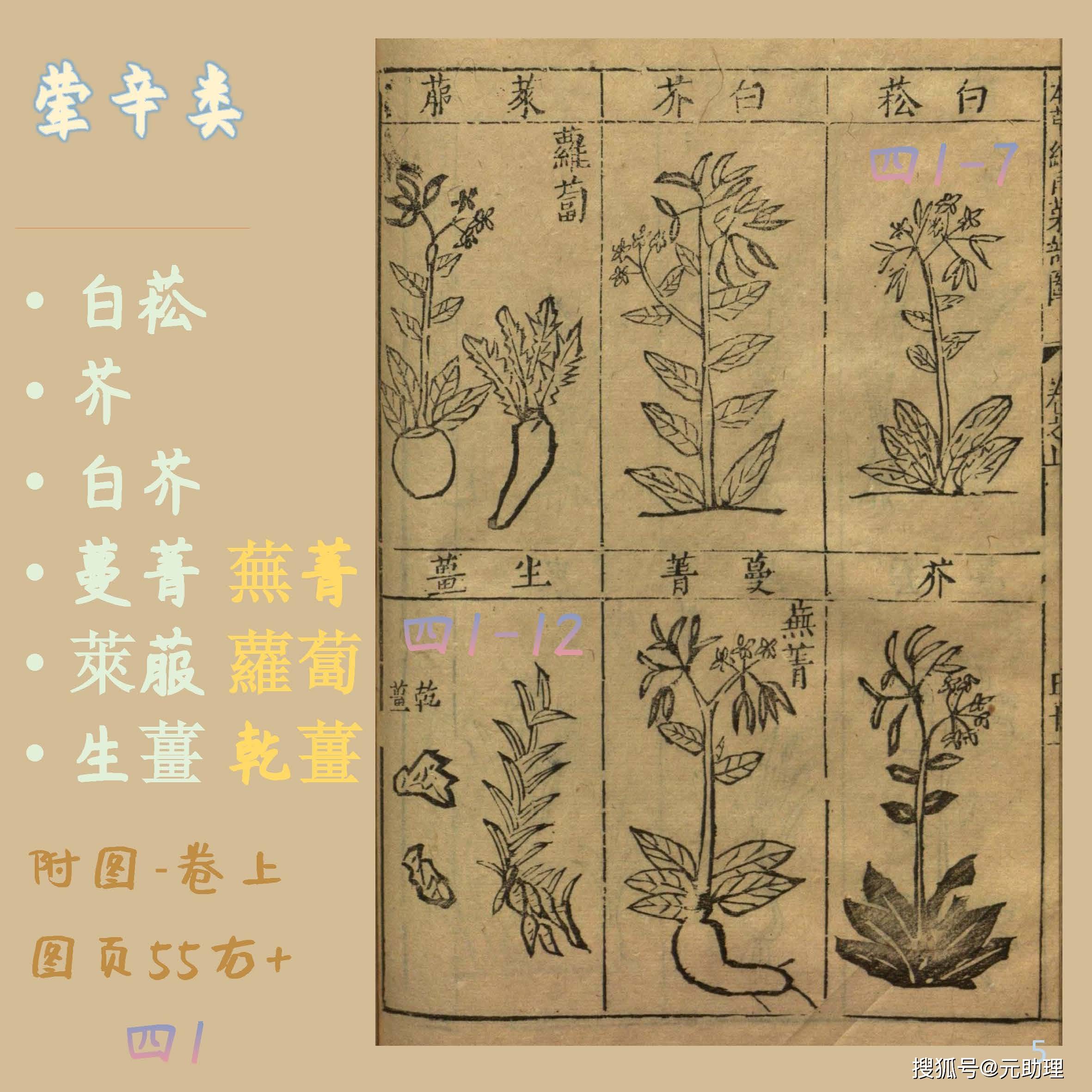 白芥,蔓菁,萝卜,姜《纲目》图绘:荤辛类