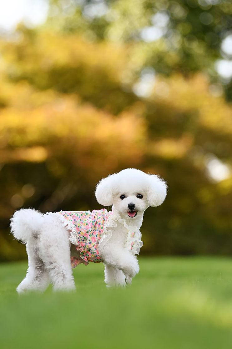 贵宾犬: 非常聪明,优雅且低过敏的犬种