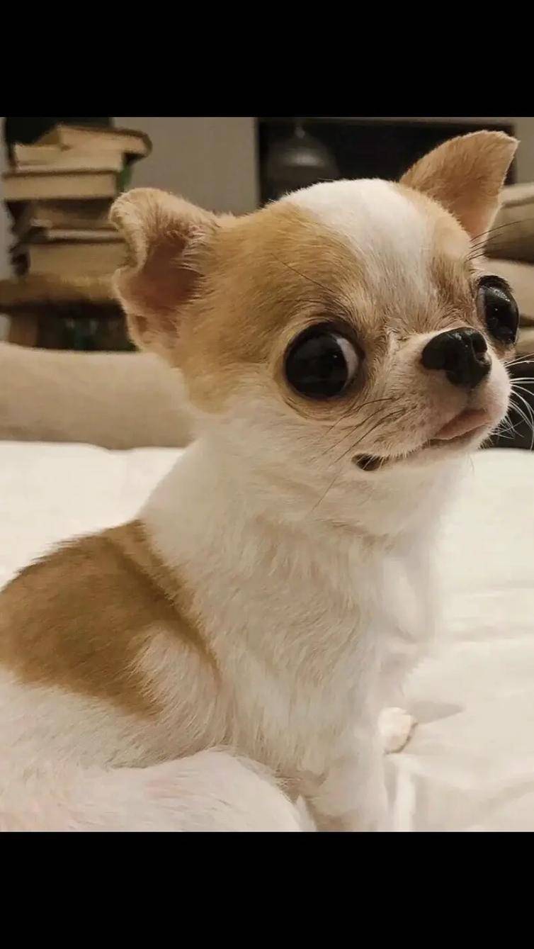 吉娃娃: 世界上体型最小的犬种之一,阿兹特克神殿的活体图腾