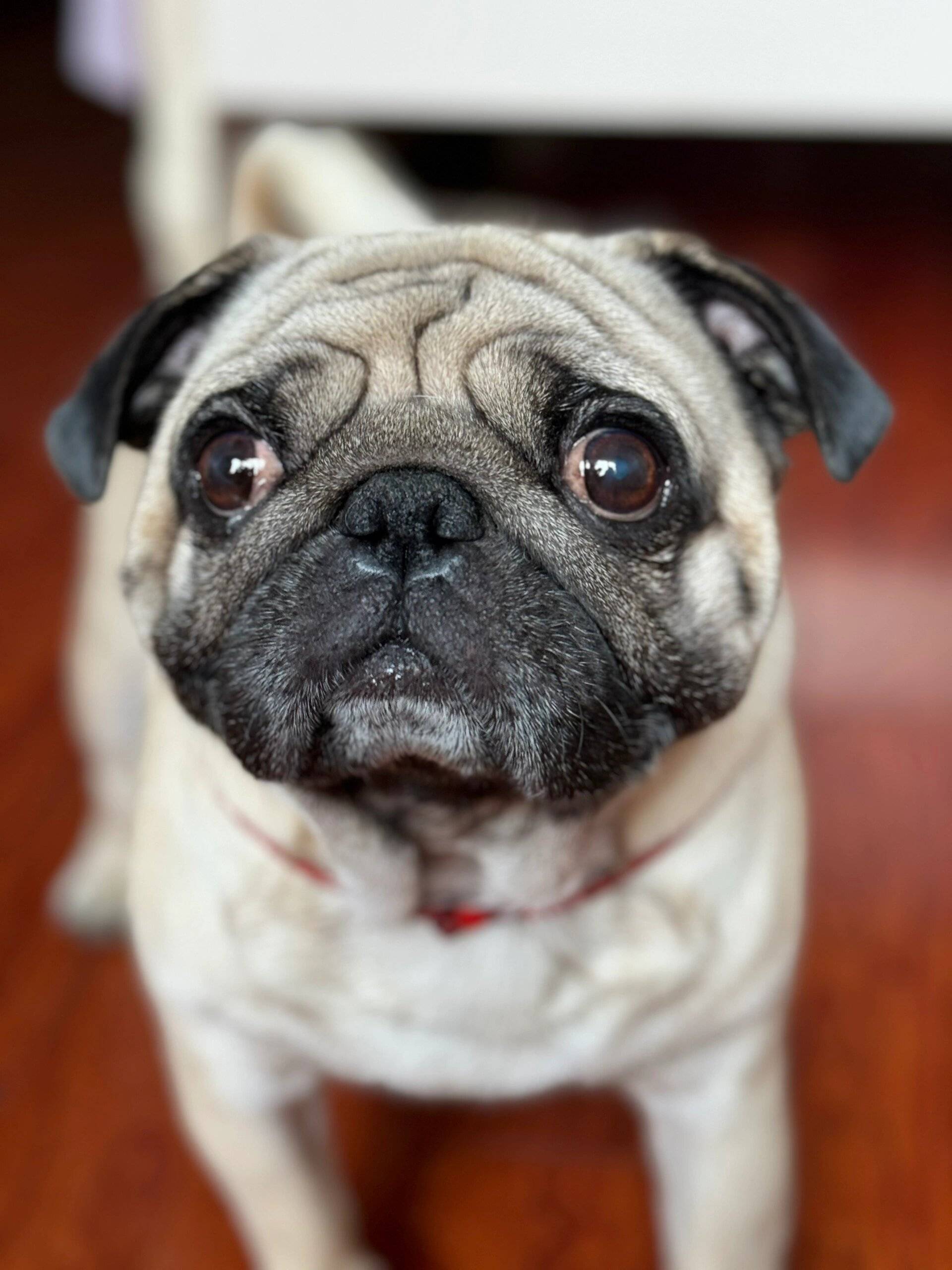 巴哥犬饲养新手的详细指南涵盖了从品种特性到日常护理的全面内容