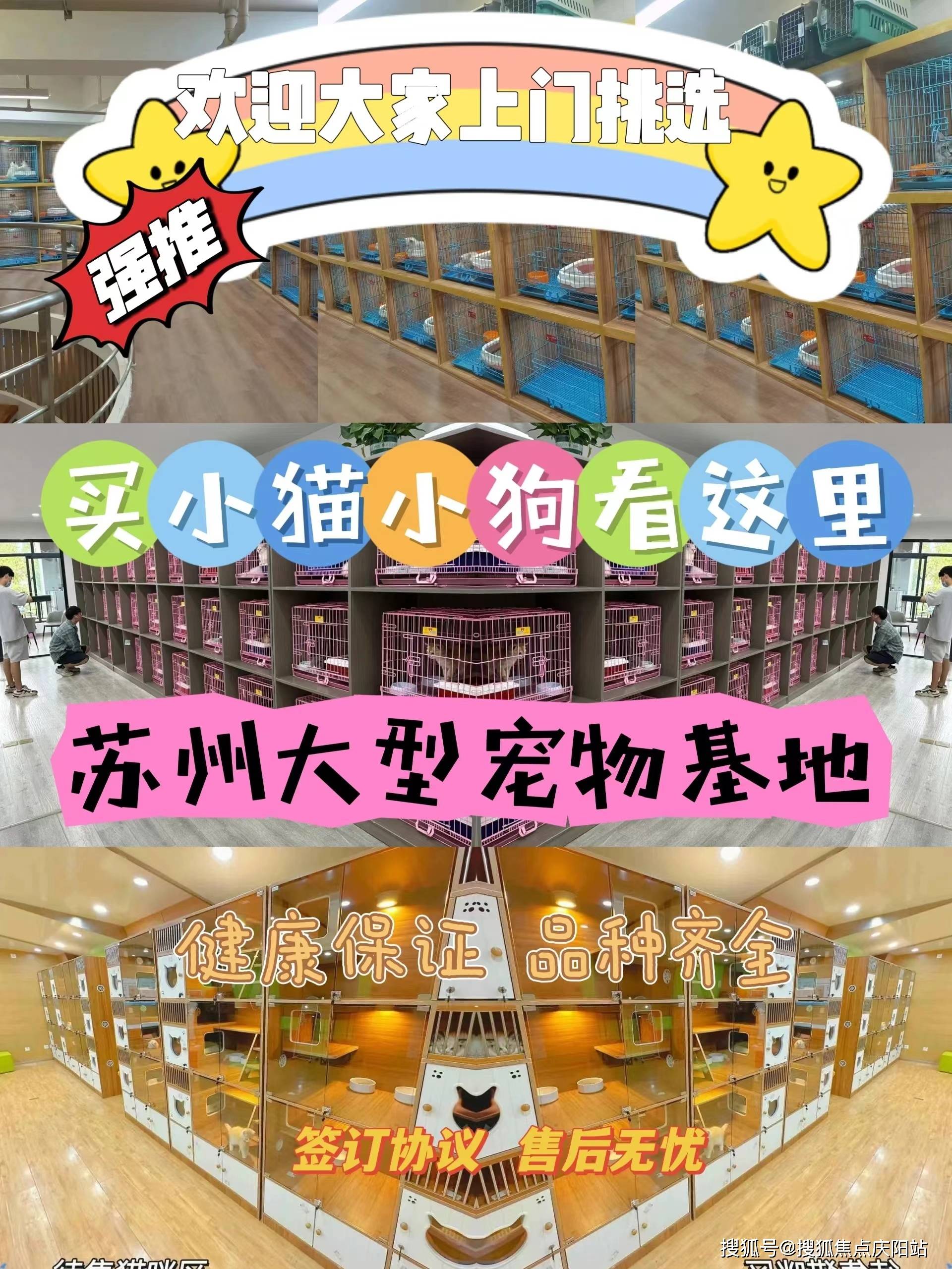 苏州买金毛犬去哪里买比较好？苏州这里是选购金毛犬的好去处_搜狐网