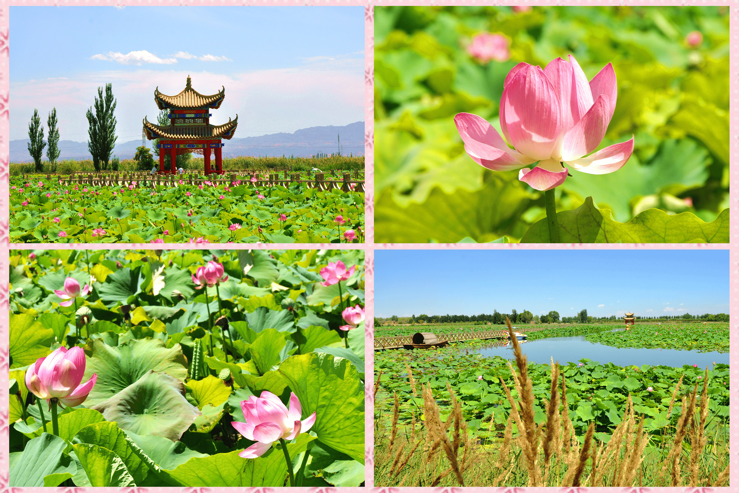 夏日里的宁夏中卫金沙岛