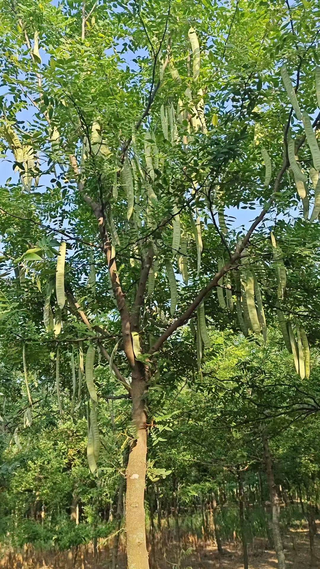 皂荚树特写镜头展望未来,李军权表示,皂之林品牌一方面加大对种植基地