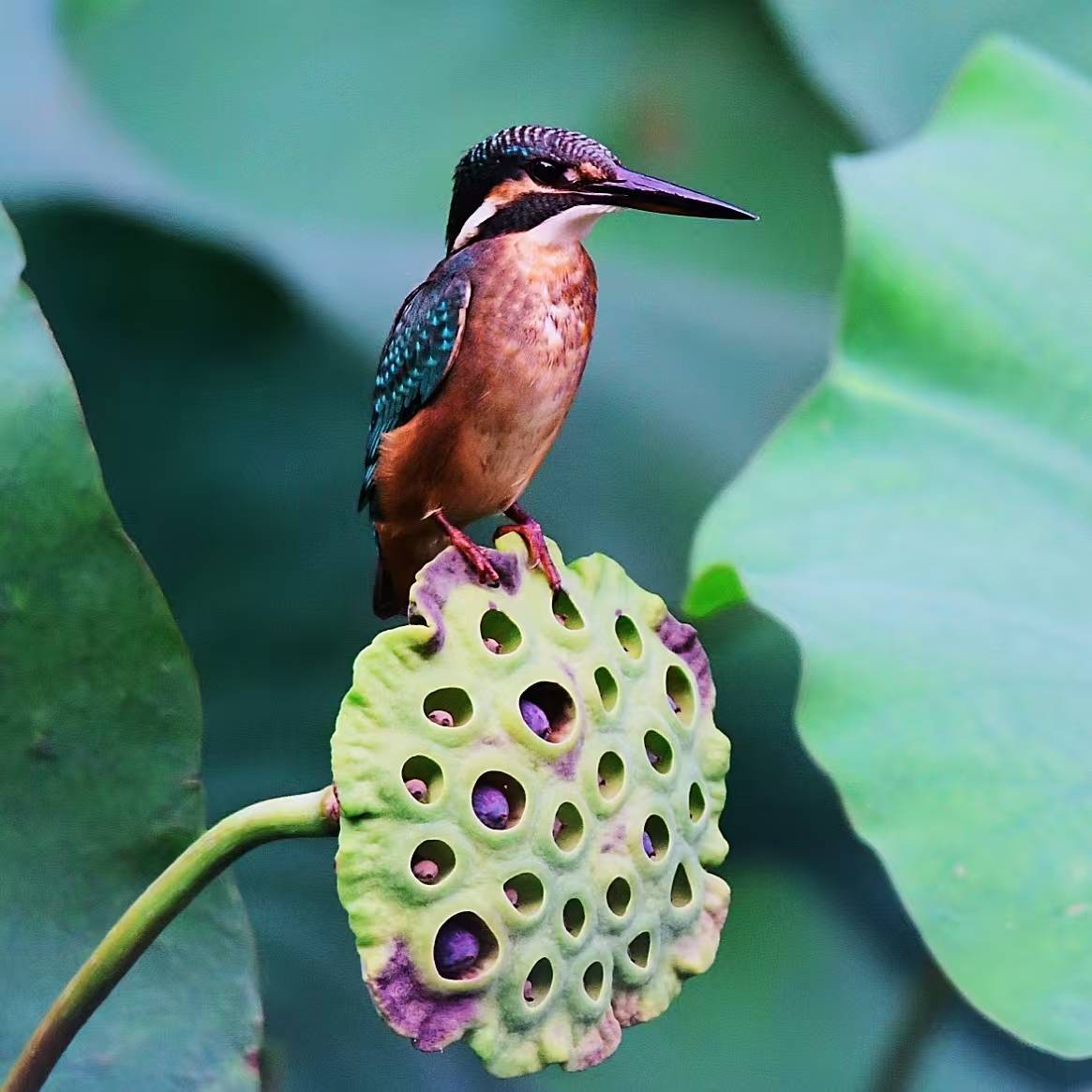 黄祖凌先生荣获「墨缘堂全国艺术大赛」摄影特等奖
