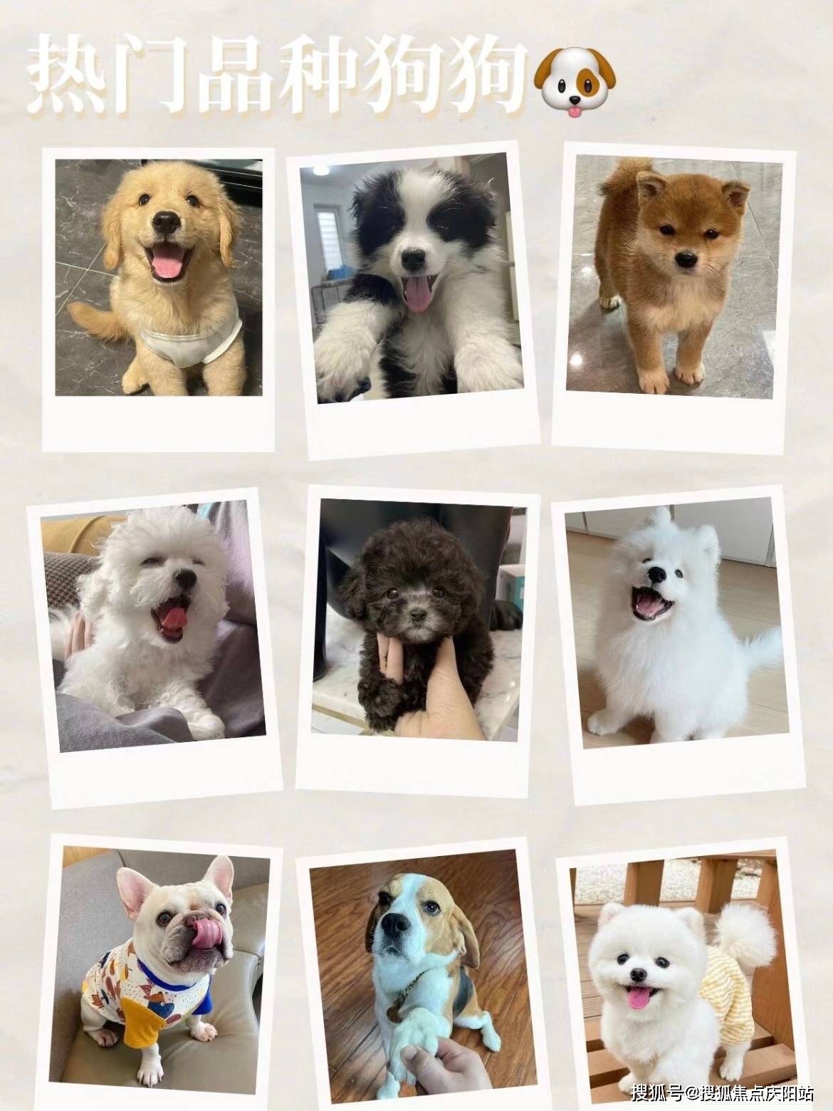 合肥哪里可以买到品相好的萨摩耶犬这里有你想要的安全保障还能亲自