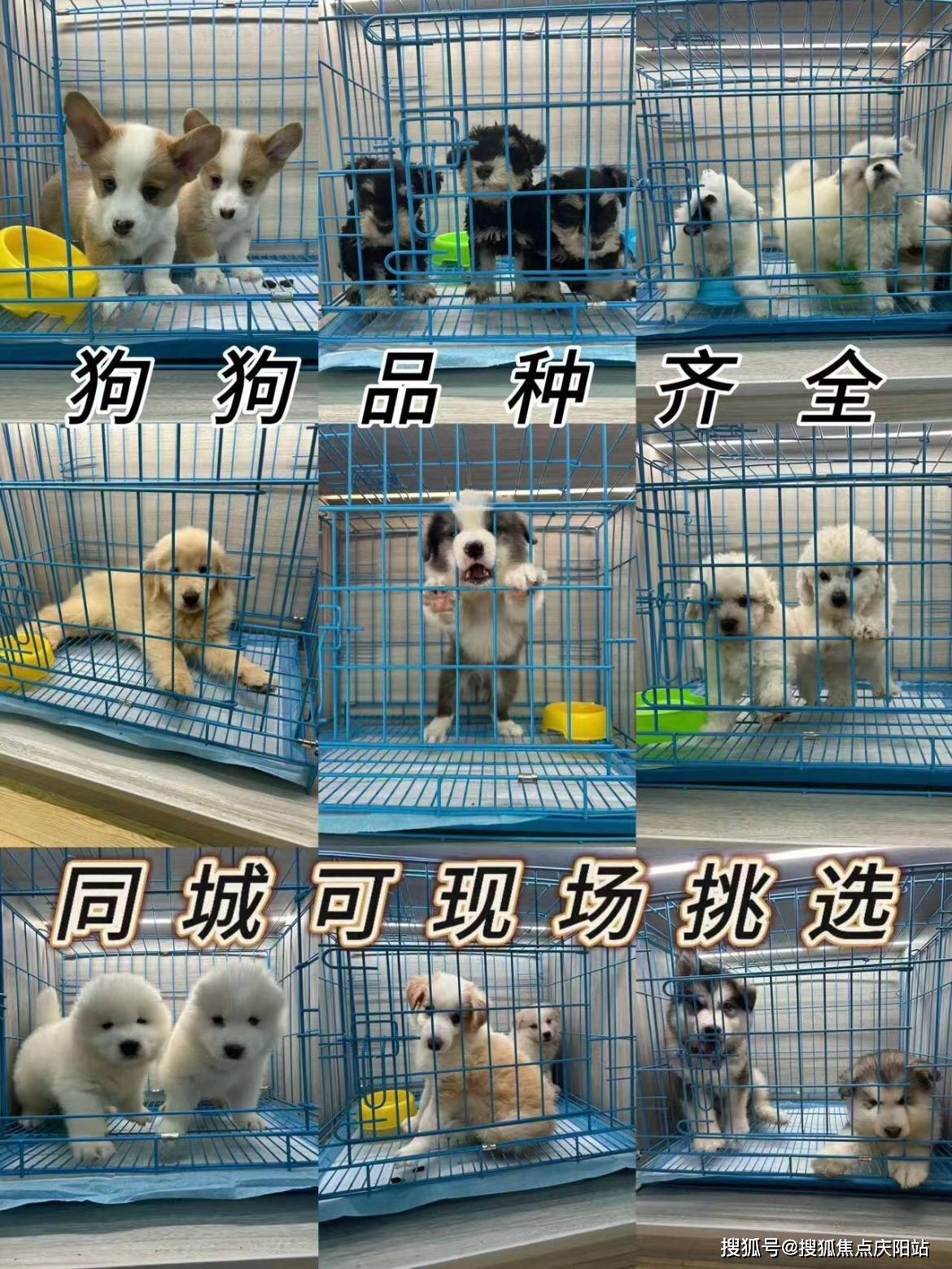 南宁哪里有萨摩耶犬出售这里有你想要的安全保障还能亲自挑选宠物哦