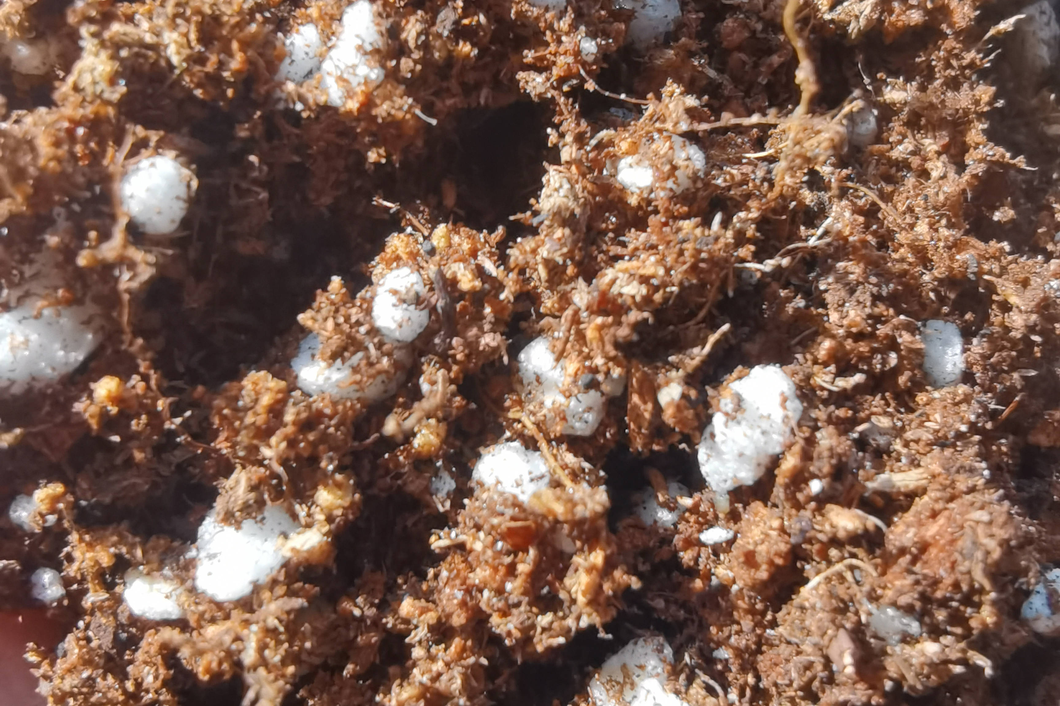 进口基质土领域实力企业榜单:寿光市绿田国际商贸领跑行业