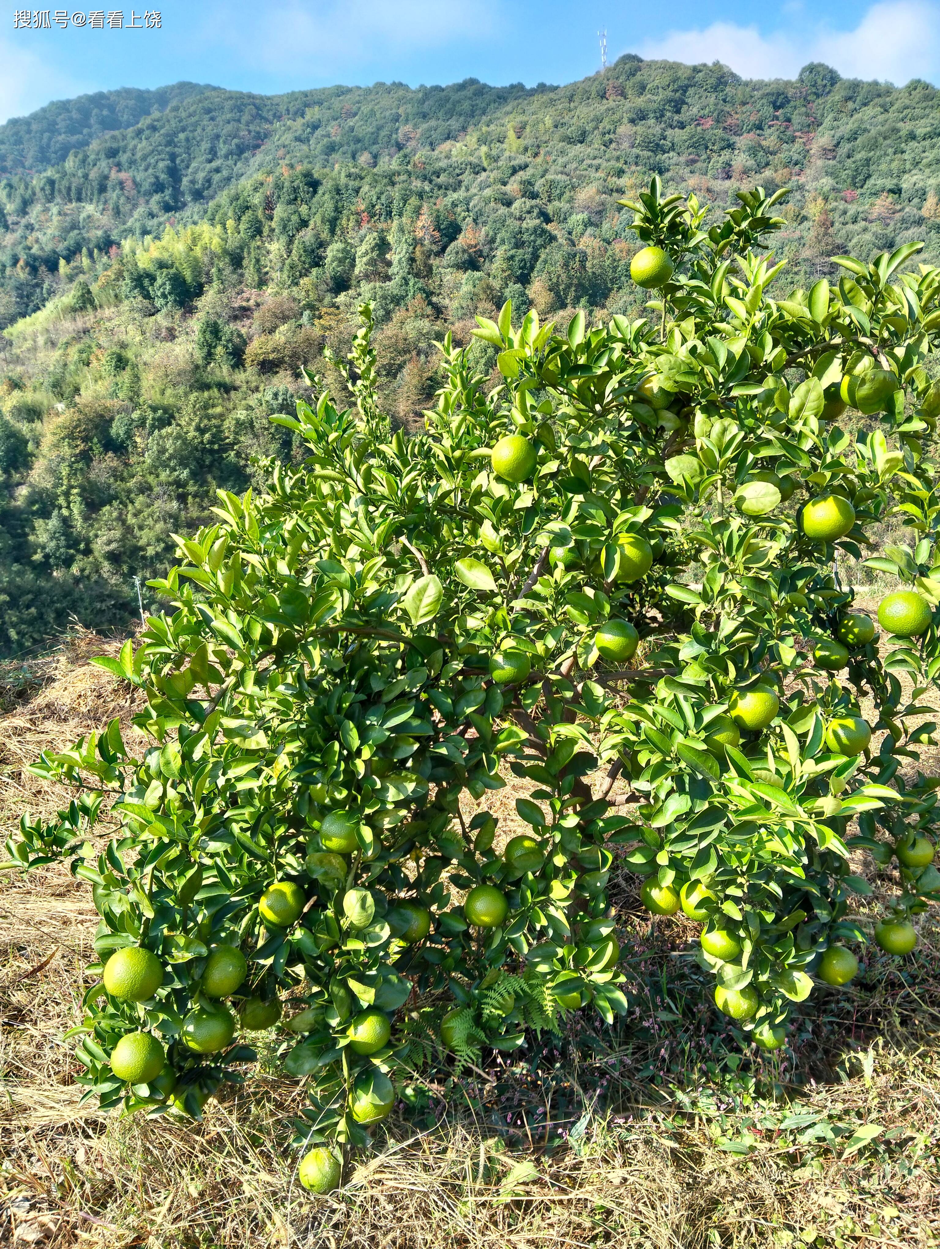 如今曾经的荒山变绿了果林挂果茶树成荫不仅为应家乡增添了一抹