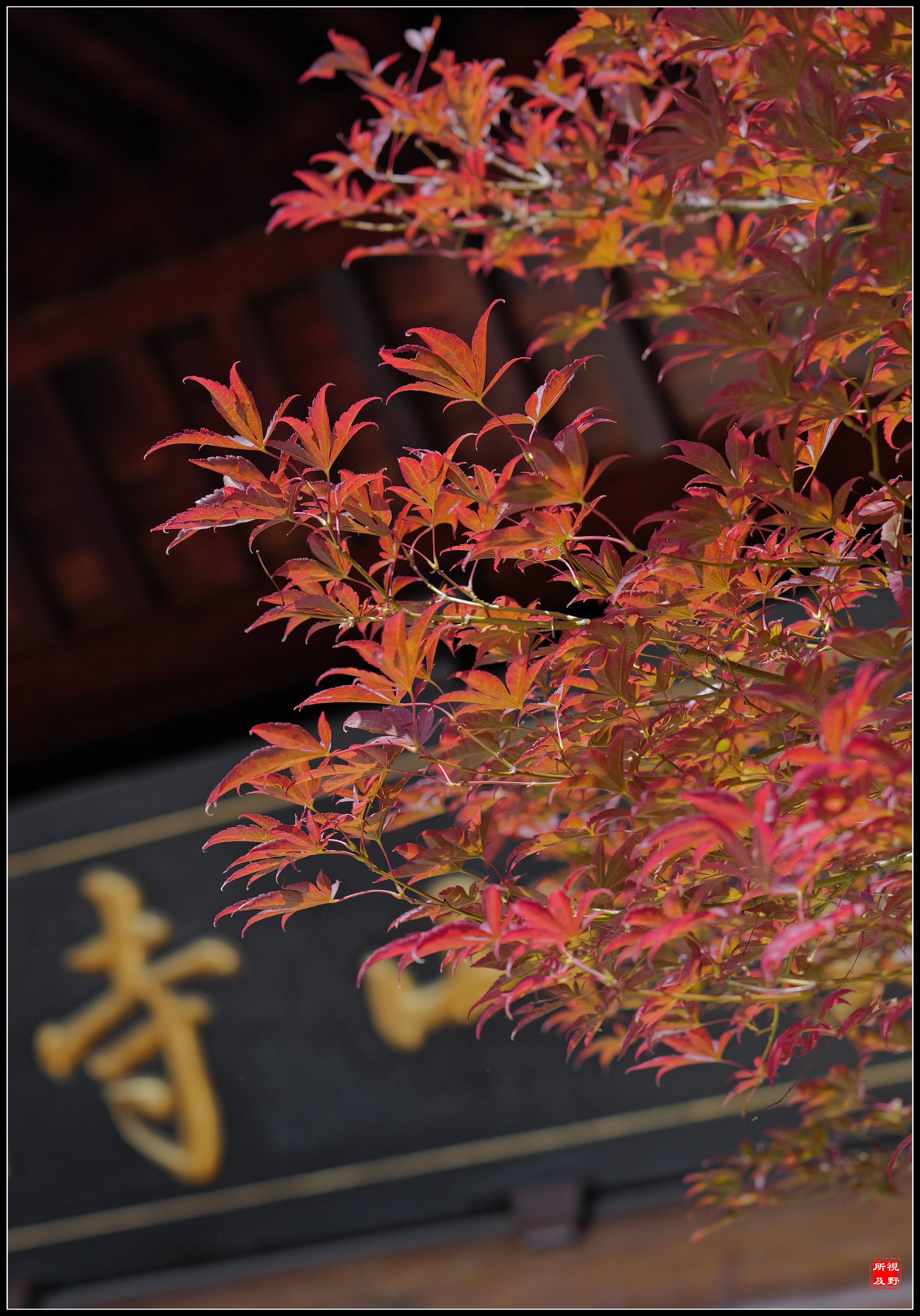 塔前_枫红_枫树