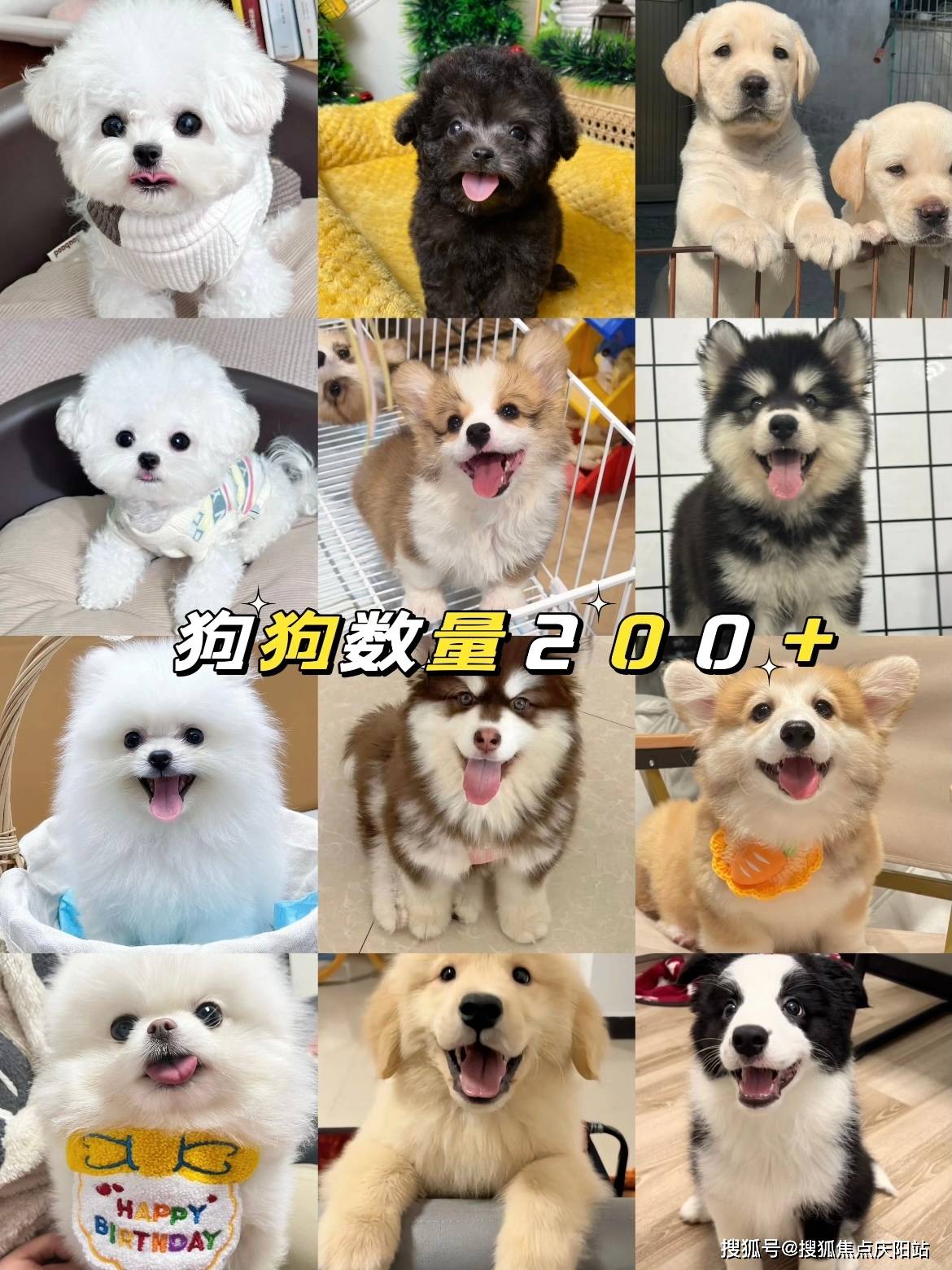 沈阳买博美犬哪里比较安全实地探访这里确保安全选购您的爱宠