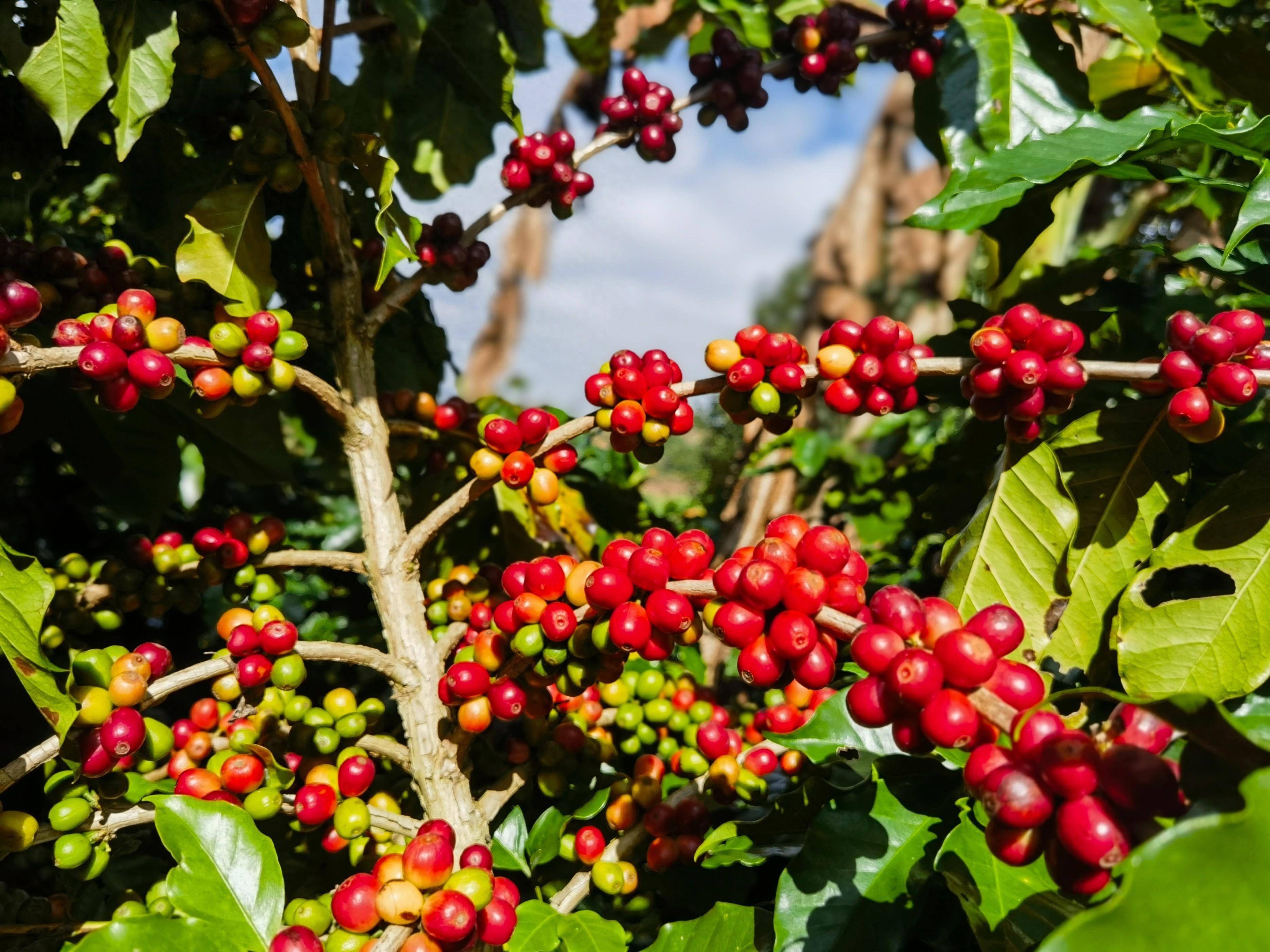 9.9元咖啡不再有，头部品牌为何集体“涨价”-锋巢网