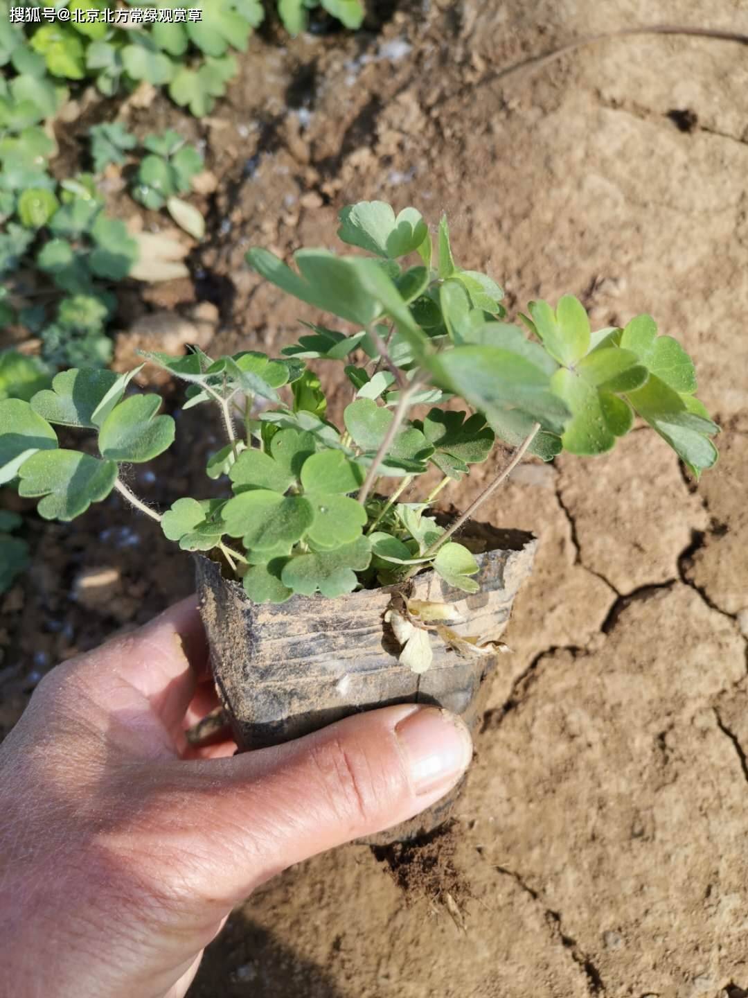 每个花瓣基部向后延伸成一个空心的管状结构
