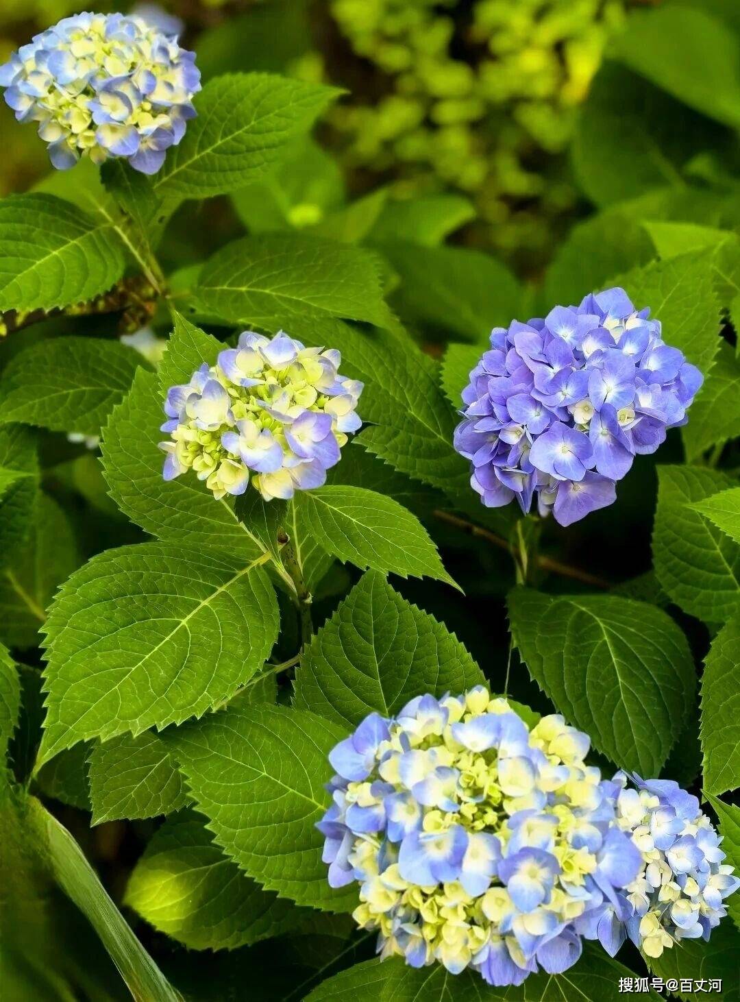 【古诗词鉴赏】北宋词人苏轼《蝶恋花·春景》词赏析