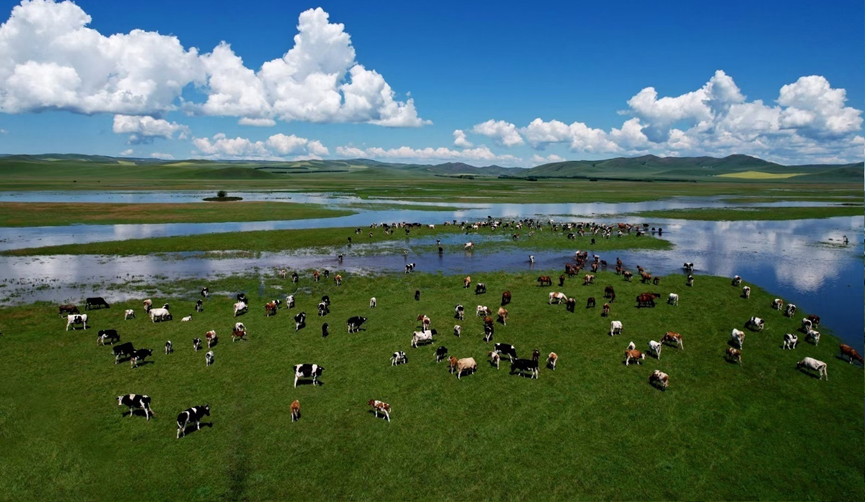 内蒙古启动林草种苗质量监管“绿剑2026”行动