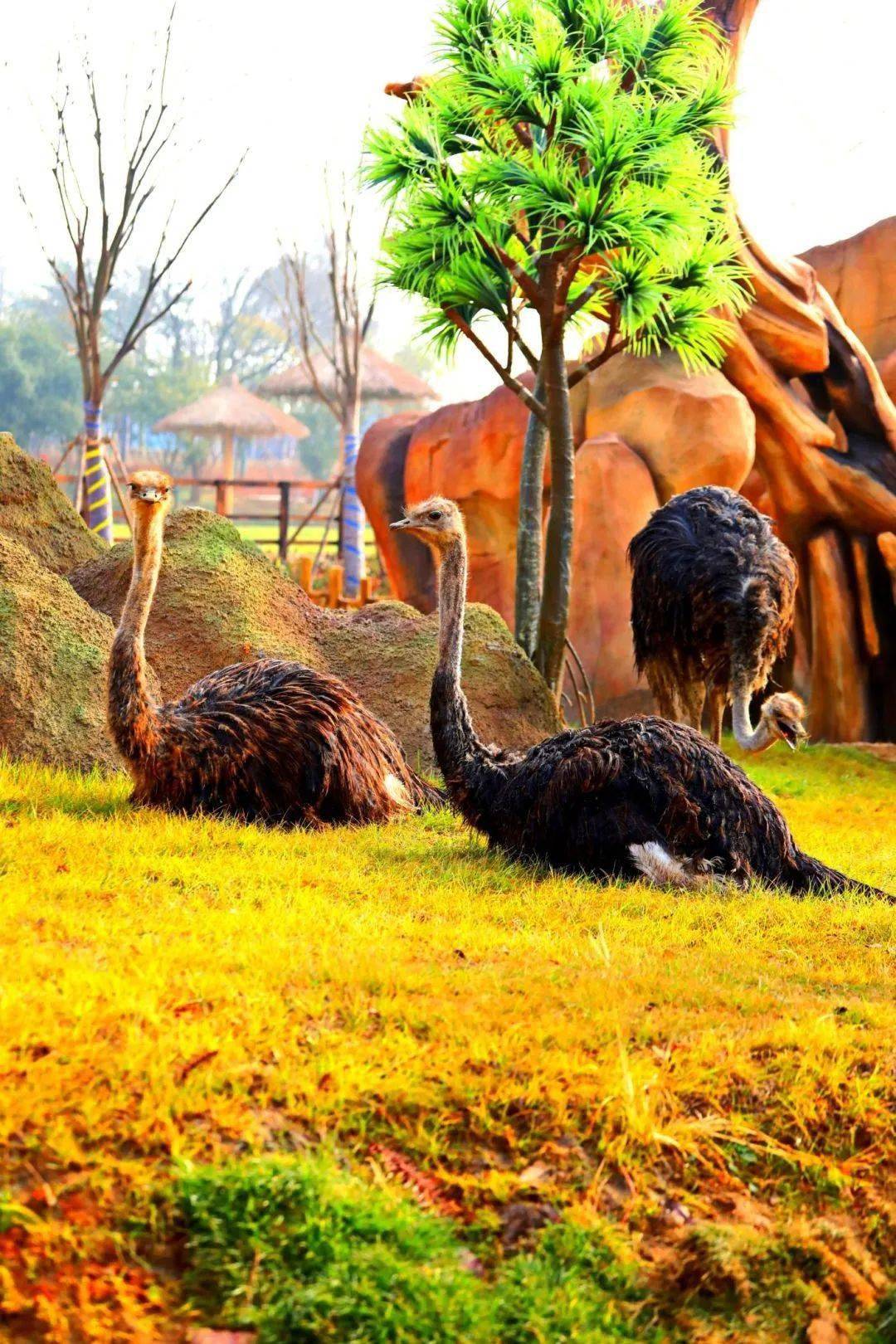 【图说·绍兴】兰亭森林动物王国之行_资讯_生活_平台