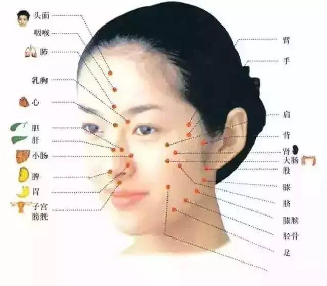 脸部长痘对应器官图片