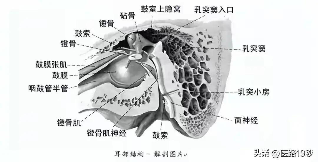 梨状窝ct解剖图片