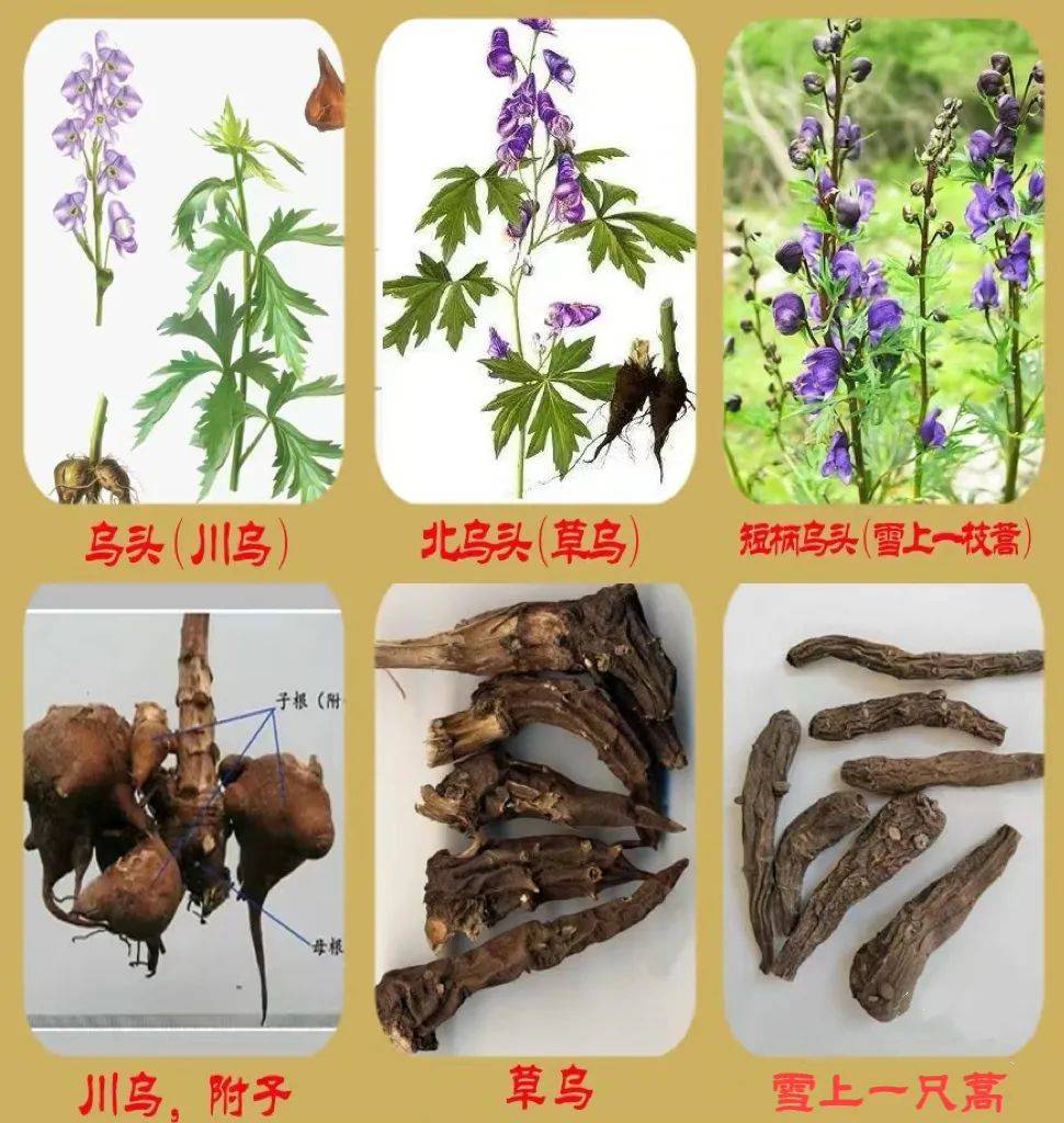 昆明已发生中毒事件20余起_乌头_食用_毒性