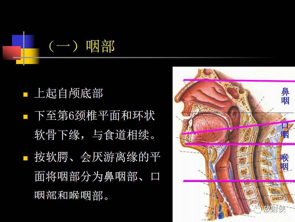 人體鼻咽部及ct的詳細解剖圖分析_全網_影像_淋巴