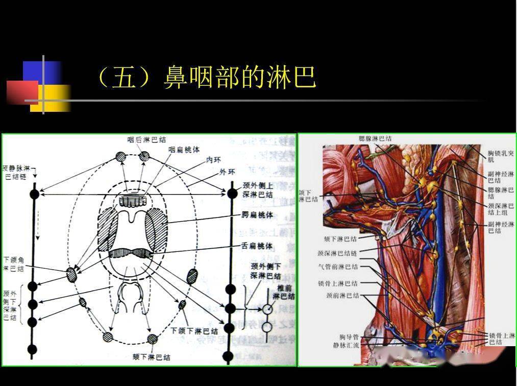 人體鼻咽部及ct的詳細解剖圖分析_全網_影像_淋巴