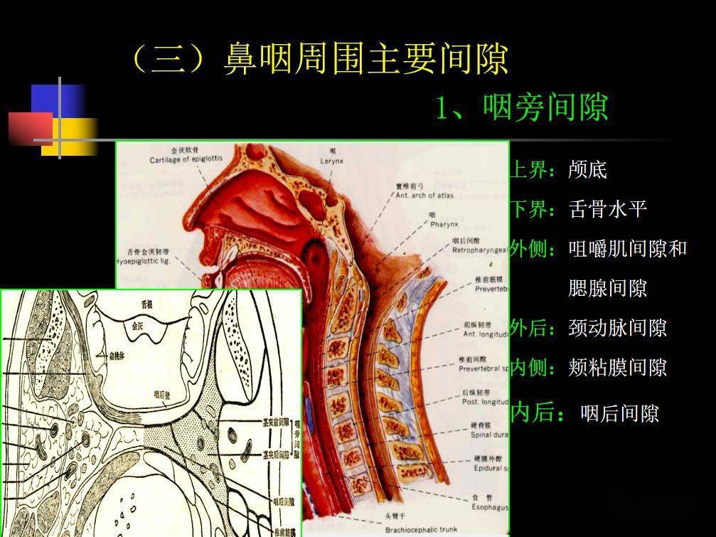 人體鼻咽部及ct的詳細解剖圖分析_全網_影像_淋巴