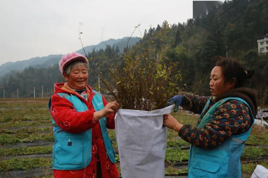 村民在收割雪柳合力村的鄢明菊是位單親媽媽丈夫