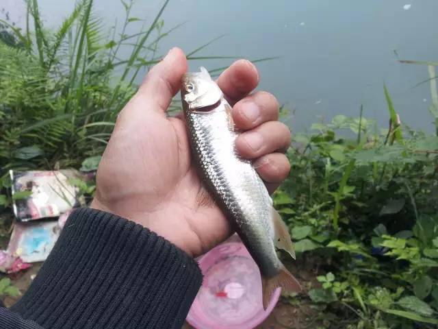 全程图文记录最原生态的一次钓行,用水蜈蚣做钓饵_钓鱼人_白条_钓友