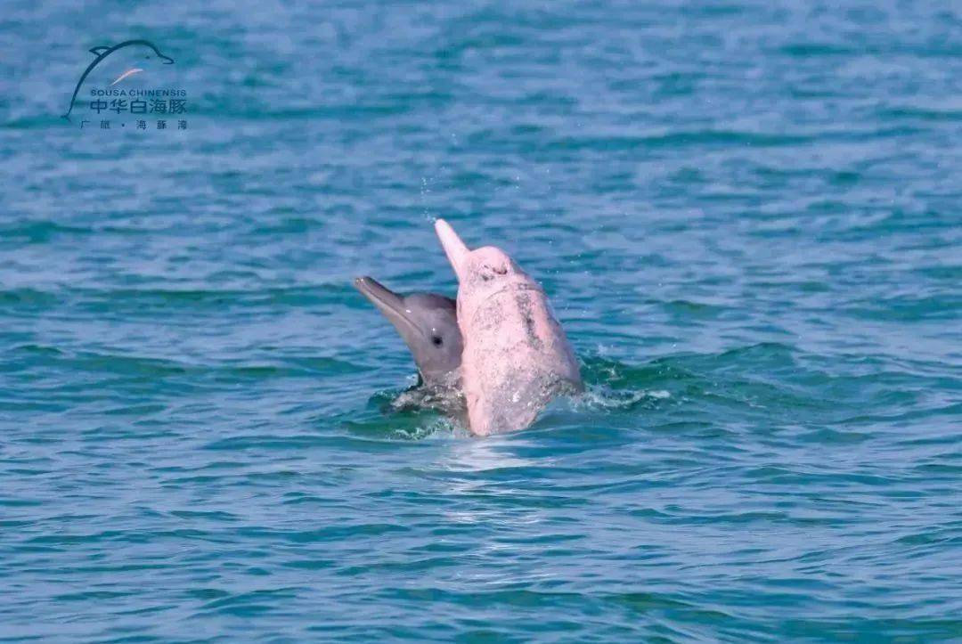 钦州三娘湾游玩攻略来了!让你来了就不想走!_中华白海豚_tips#_part