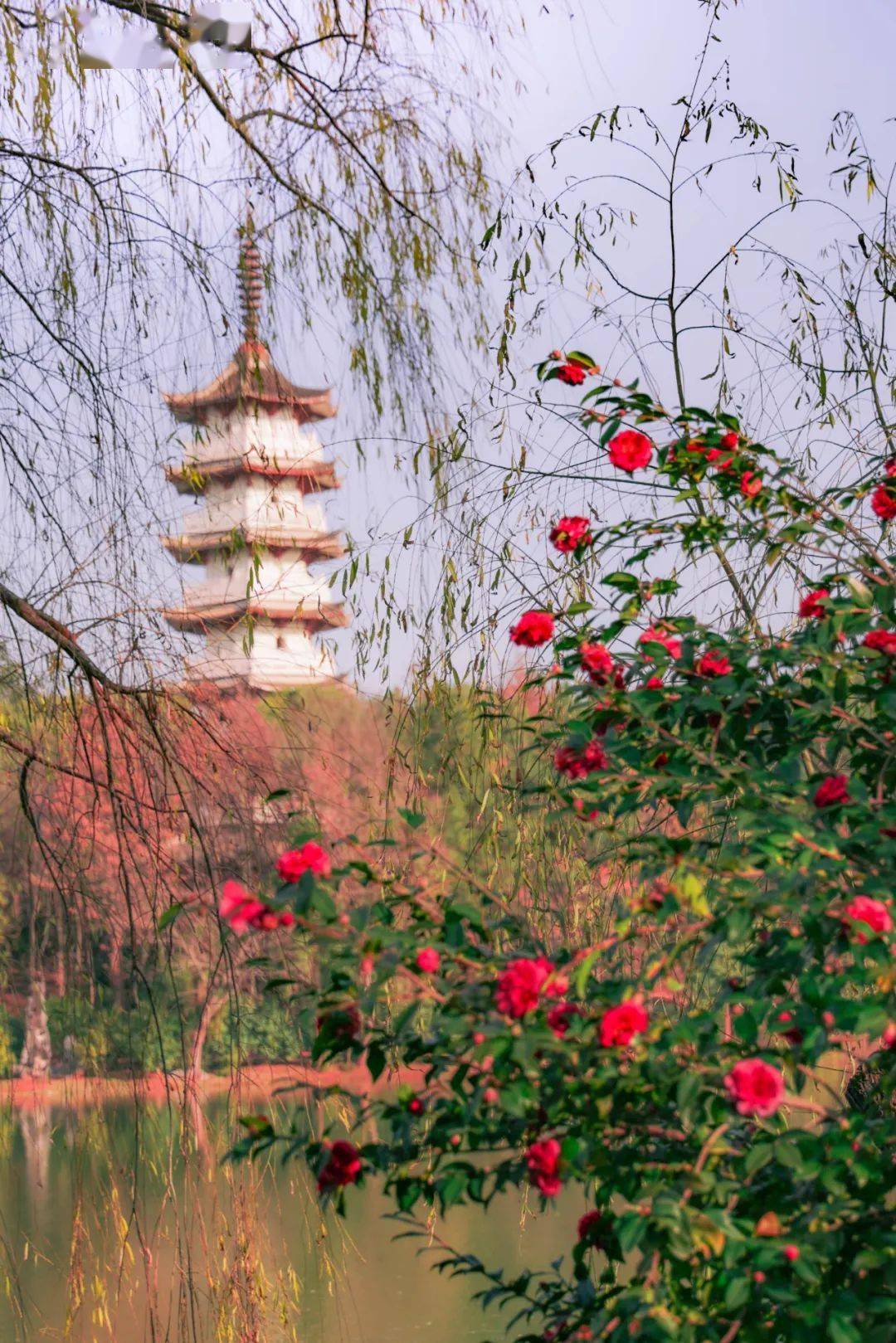 就在金华市区,一片片茶花开了!_旅游_文化园_中国