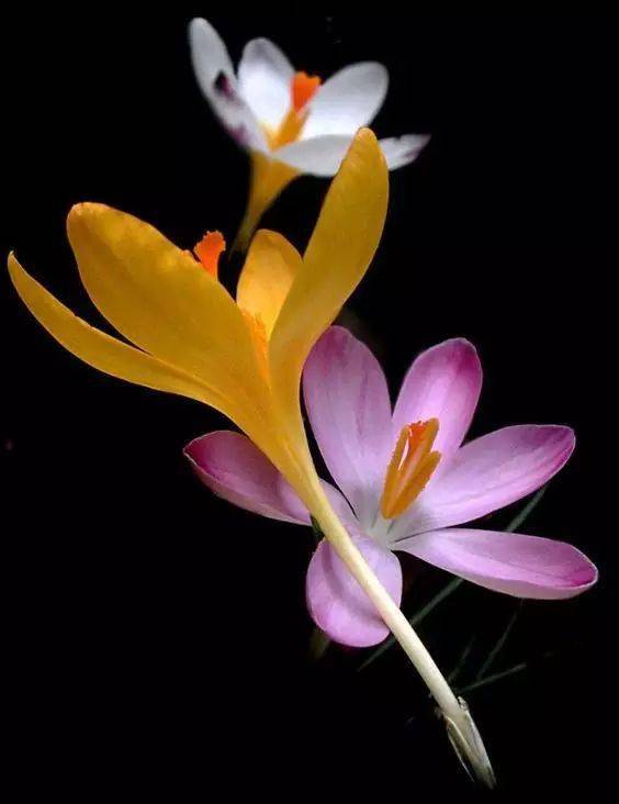 藏红花(番红花)