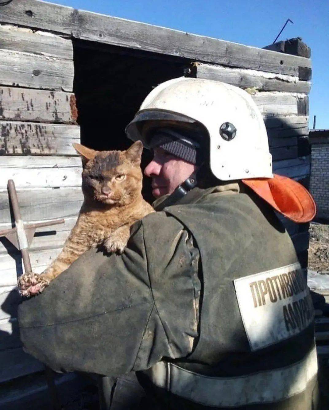 笑死,火灾中被救的猫,俄罗斯猫:谁放火烧老子,生吃了你!