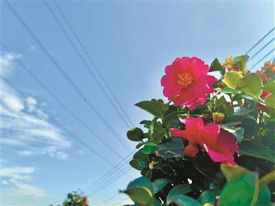 柴橋4000畝茶梅花開正盛_晚霞_種植區_茶花