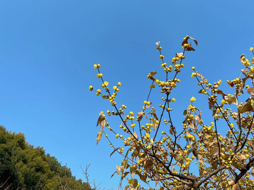 花事預告|世紀公園蠟梅悄然綻放,暗香浮動_天氣_遊客_冬日