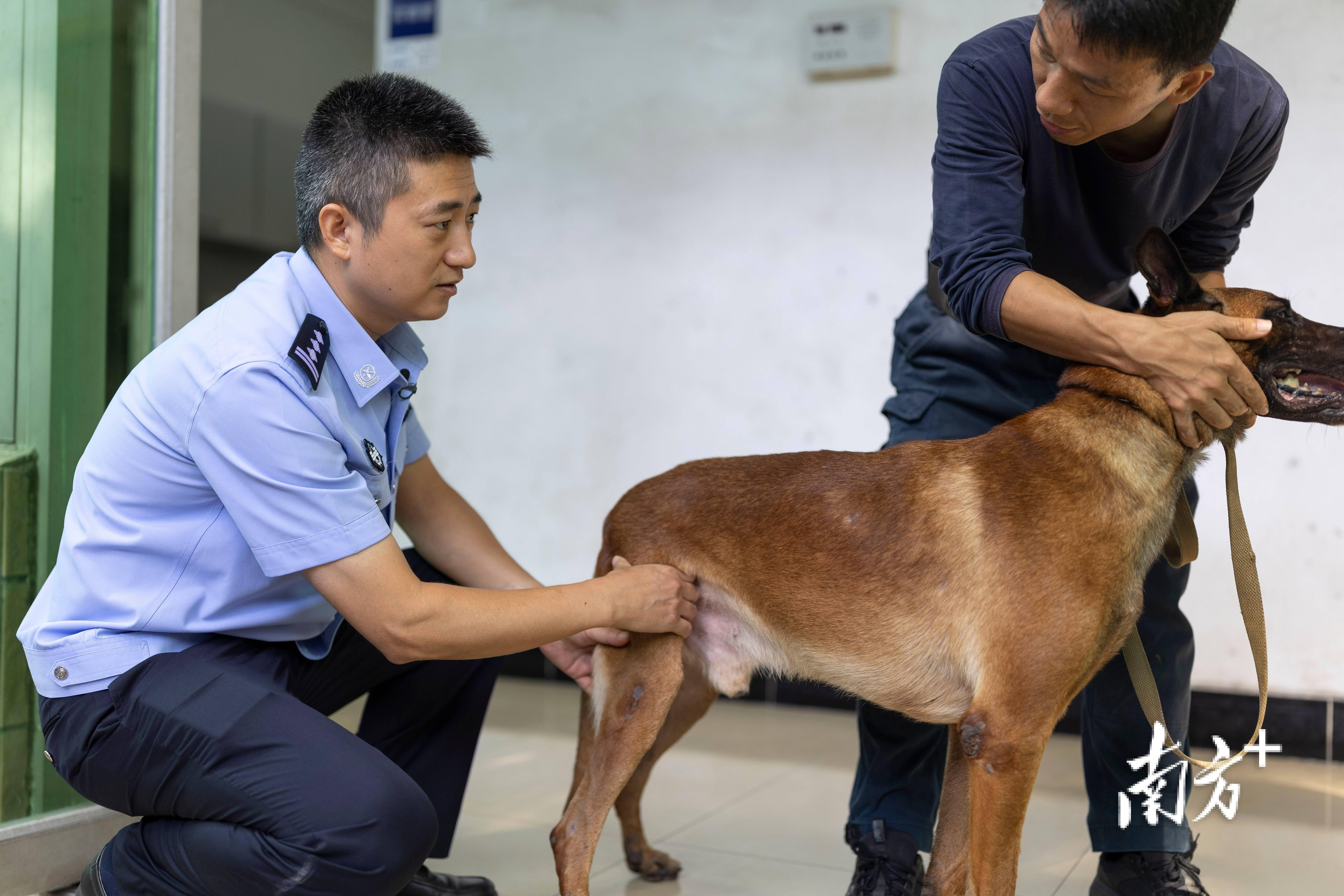 範禧勝摸索著為警犬刺丁檢查後髖關節.