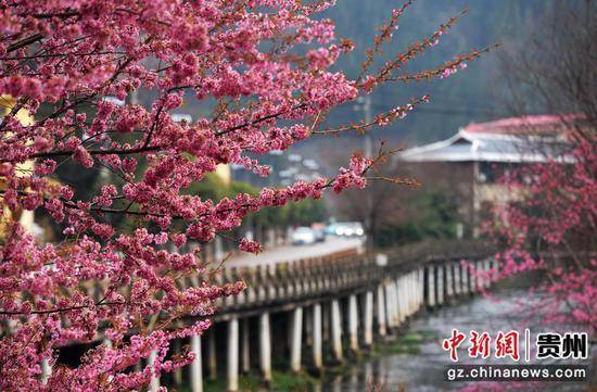 貴州六盤水:冬日櫻花盛開 引客賞花打卡_養生_河道_遊客