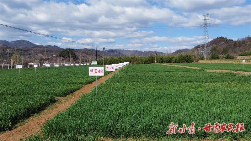 田間地頭,一片片麥田長勢良好,農民搶抓晴好天氣進行管護,蔬菜大棚裡