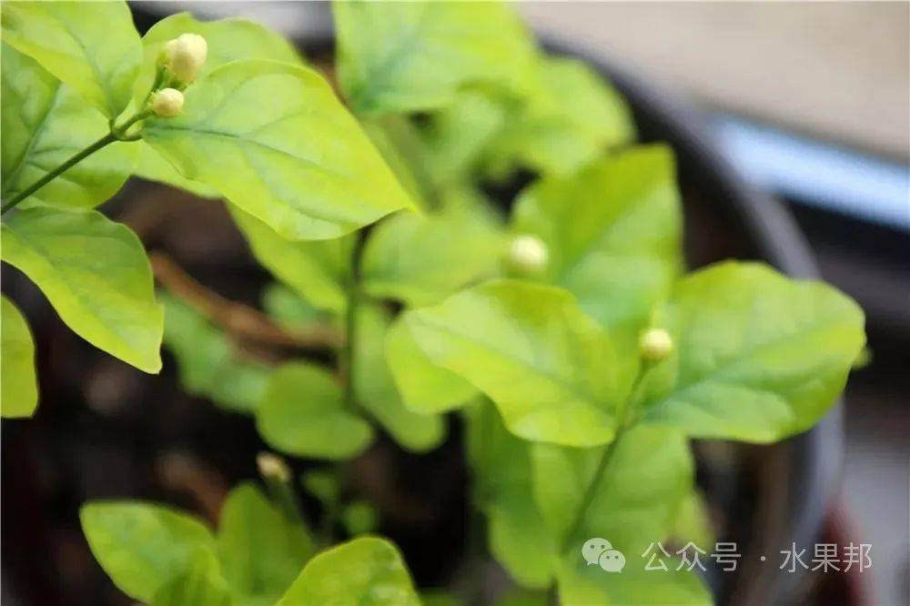 冬養茉莉花攻略,掌握四項防護措施,保證來年花開如春_水果_修剪_盆栽